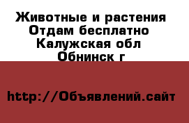 Животные и растения Отдам бесплатно. Калужская обл.,Обнинск г.